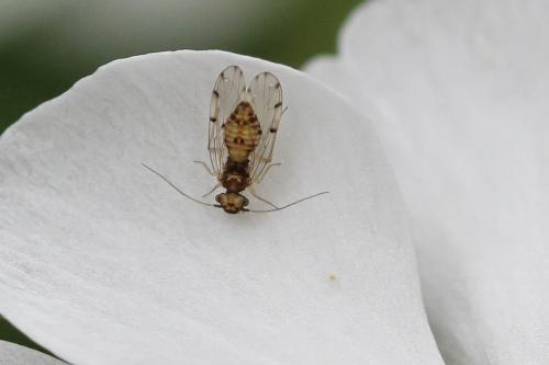 Ectopsocus petersi